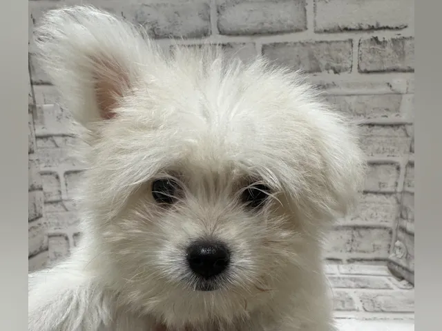 宮城県のハーフ犬・ミックス犬 (ペッツワン古川店/2025年4月11日生まれ/女の子/ホワイト)の子犬