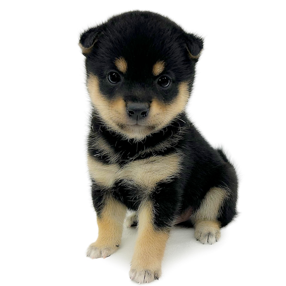 貝細工　豆人形　子犬　② Amazon | 子犬わたあめ BJDドール 球体関節人形 オビツ11 bjd