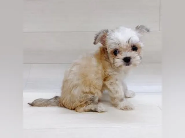 千葉県のハーフ犬・ミックス犬 (ペッツワン館山店/2025年5月19日生まれ/女の子/クリーム)の子犬