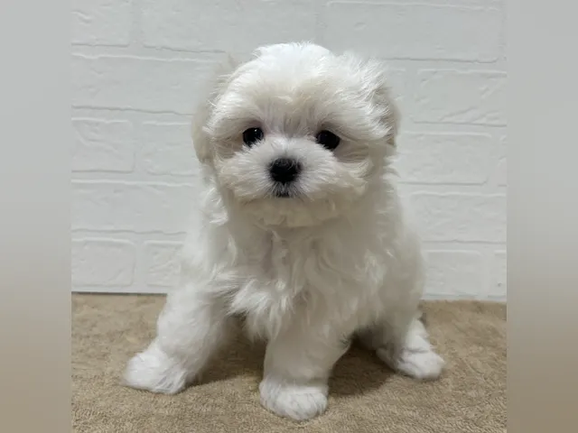愛知県のマルチーズ (ペッツワン常滑店/2025年5月23日生まれ/女の子/ホワイト)の子犬