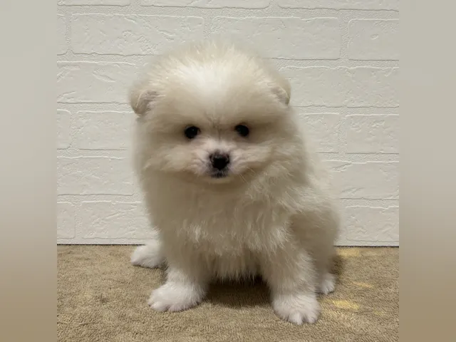 愛知県のポメラニアン (ペッツワン常滑店/2025年5月24日生まれ/男の子/クリーム)の子犬
