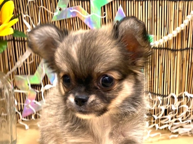 ミックス犬 - 木津川店 | ペッツワン