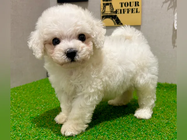 茨城県のビションフリーゼ (ペッツワン水戸店/2025年5月21日生まれ/女の子/WHT)の子犬