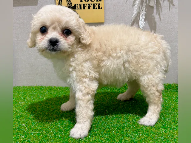 茨城県のハーフ犬・ミックス犬 (ペッツワン水戸店/2025年5月22日生まれ/女の子/クリーム)の子犬