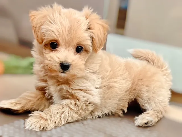 福島県のハーフ犬・ミックス犬 (ペッツワン郡山富田店/2025年5月17日生まれ/女の子/クリームホワイト)の子犬