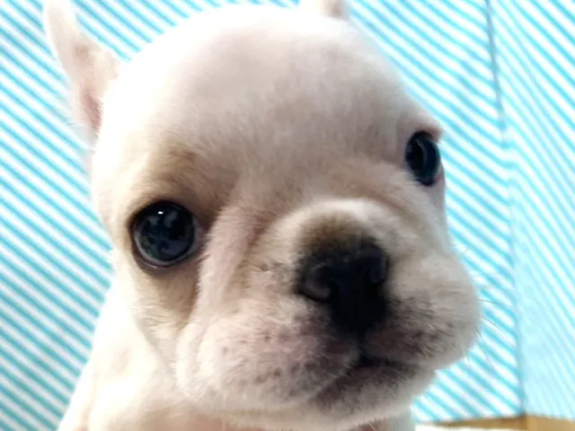 埼玉県のフレンチブルドッグ (ペッツワン羽生店/2025年5月18日生まれ/女の子/クリーム)の子犬