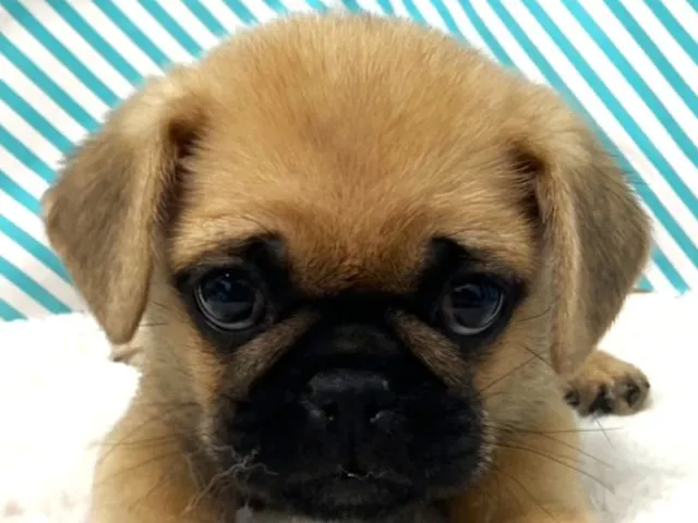 埼玉県のハーフ犬・ミックス犬 (ペッツワン羽生店/2025年5月8日生まれ/男の子/フォーン)の子犬