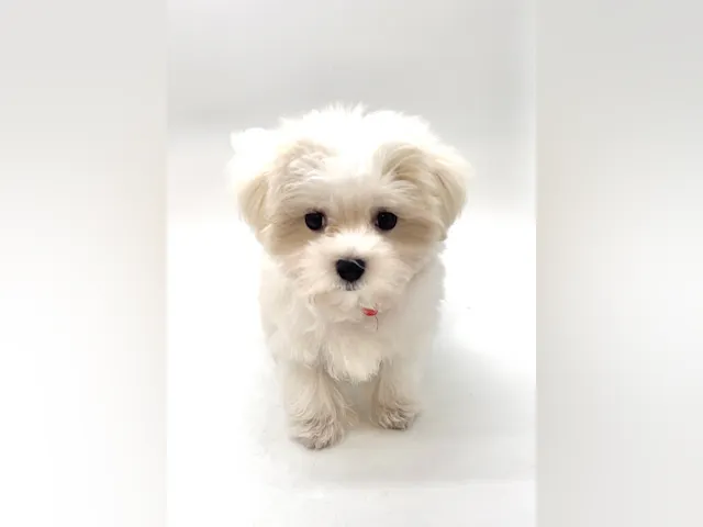 埼玉県のマルチーズ (ペッツワン深谷川本店/2025年4月19日生まれ/男の子/ホワイト)の子犬