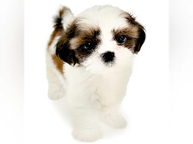 神奈川県のシーズー (ペッツワン城山店/2025年5月19日生まれ/男の子/ホワイトゴールド)の子犬