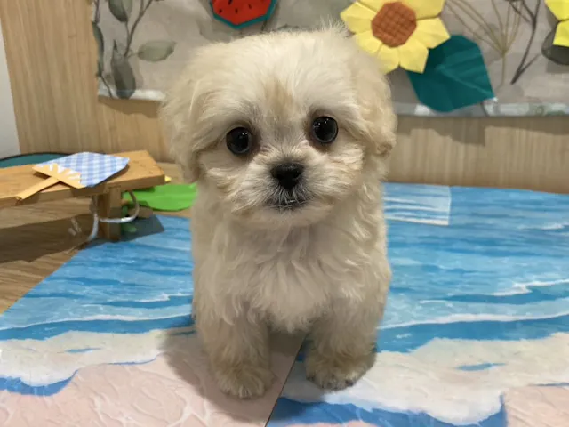 福島県のハーフ犬・ミックス犬 (ペッツワン会津若松店/2025年6月1日生まれ/女の子/その他色)の子犬