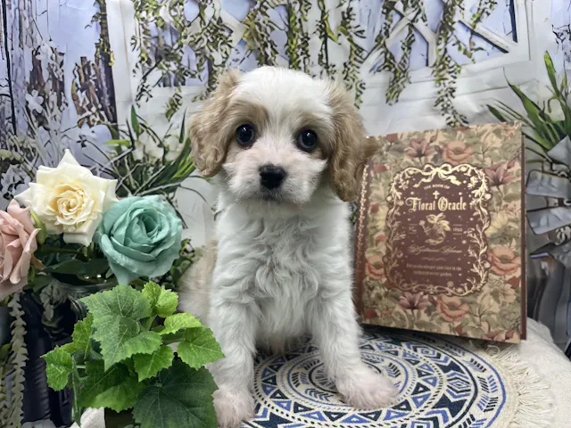群馬県のハーフ犬・ミックス犬 (ペッツワン前橋小島田店/2025年5月24日生まれ/男の子/その他色)の子犬