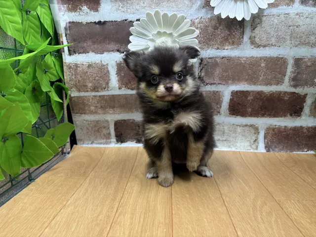福島県のハーフ犬・ミックス犬 (ペッツワン白河モール店/2025年5月29日生まれ/女の子/チョコレートタン)の子犬