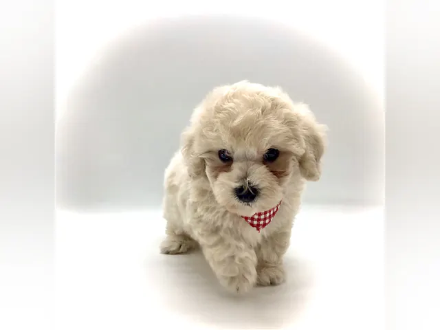 埼玉県のハーフ犬・ミックス犬 (ペッツワン鶴ヶ島店/2025年6月3日生まれ/女の子/クリーム)の子犬