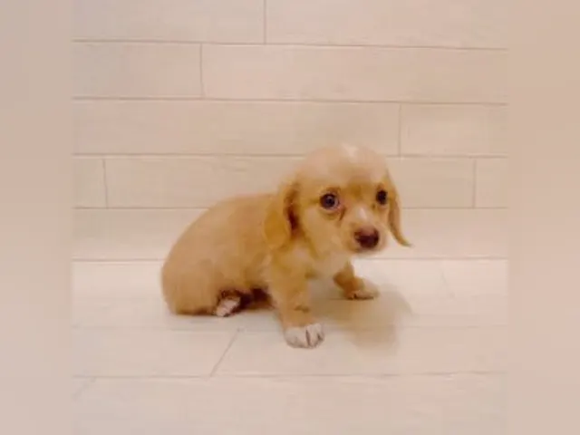 千葉県のハーフ犬・ミックス犬 (ペッツワン東金店/2025年5月26日生まれ/男の子/クリーム)の子犬