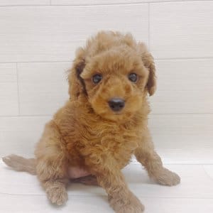 イヌヌワン ONEKOSAMA OINUSAMA 空調ペット服 COOL DOG ホワイト 3LW