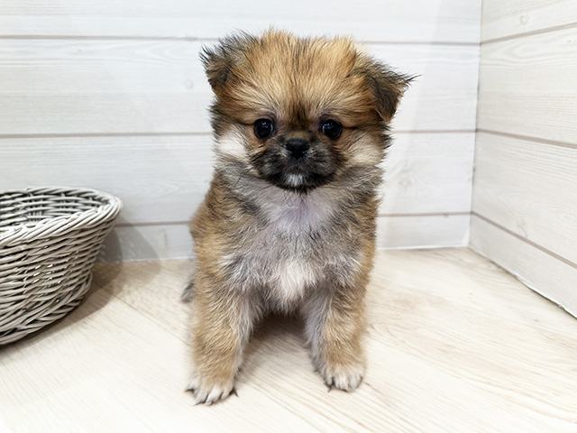 わんこ バランスタワー すみっコぐらし（リニューアル） | CATALOG