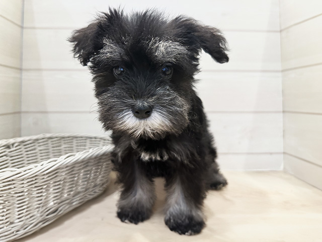 わんこ バランスタワー すみっコぐらし（リニューアル） | CATALOG