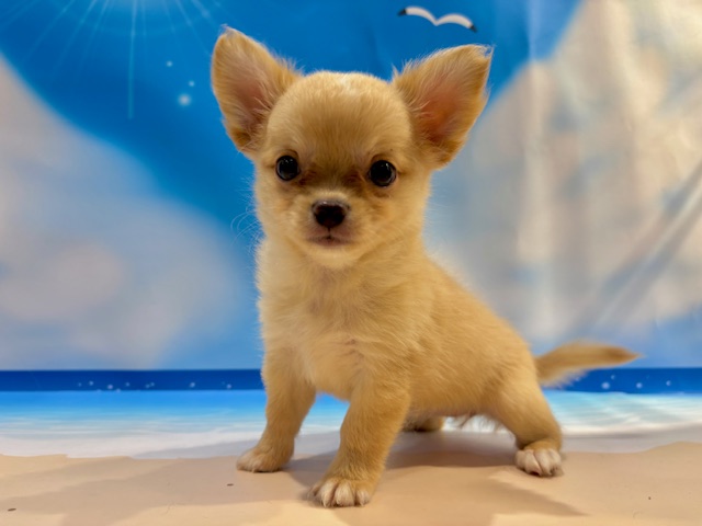 チワワ - 小山店 | ペッツワン