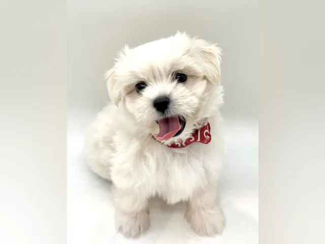 埼玉県のハーフ犬・ミックス犬 (ペッツワン行田店/2025年5月13日生まれ/男の子/クリーム)の子犬