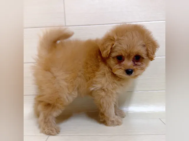 茨城県のハーフ犬・ミックス犬 (ペッツワン龍ヶ崎店/2025年5月14日生まれ/女の子/クリーム)の子犬