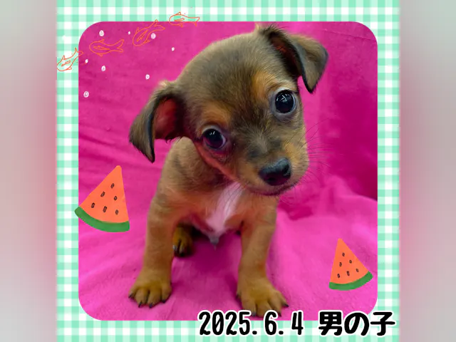 神奈川県のハーフ犬・ミックス犬 (ペッツワンりんかんモール店/2025年6月4日生まれ/男の子/茶)の子犬