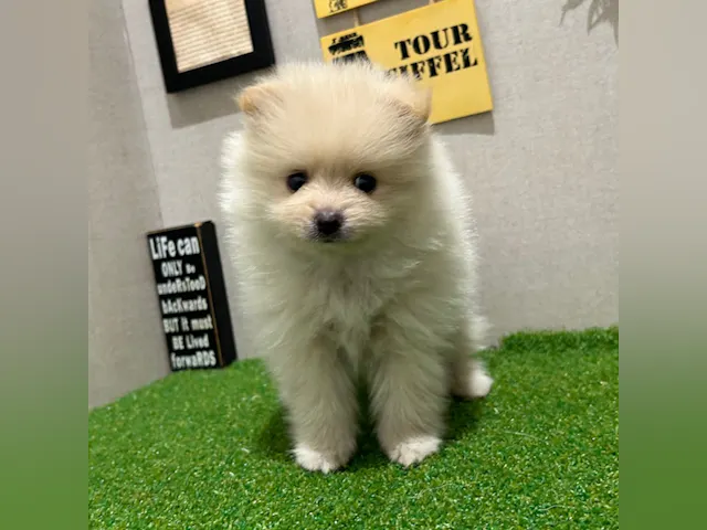 茨城県のポメラニアン (ペッツワン水戸店/2025年5月28日生まれ/男の子/クリーム)の子犬