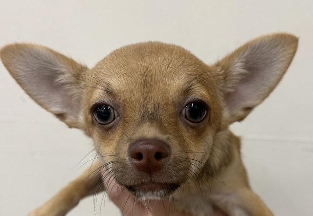 犬 防犯 オブジェ 番犬 犬 イヌ センサー 置物 吠える 玄関 庭 大型