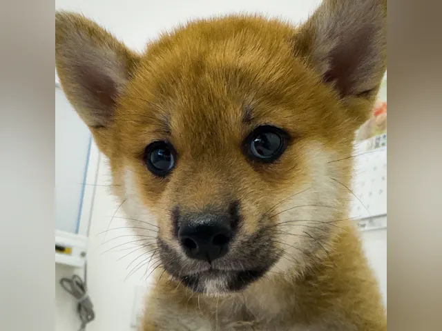 千葉県の柴犬(標準サイズ) (ペッツワン八街店/2025年5月30日生まれ/女の子/赤)の子犬