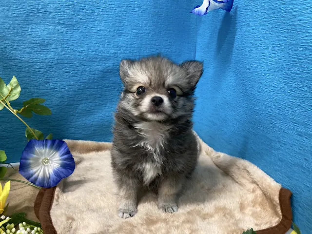 埼玉県のハーフ犬・ミックス犬 (ペッツワン羽生店/2025年5月21日生まれ/男の子/フォーン)の子犬
