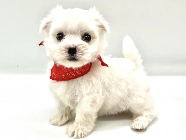 埼玉県のマルチーズ (ペッツワンなめがわモール店/2025年6月3日生まれ/女の子/ホワイト)の子犬