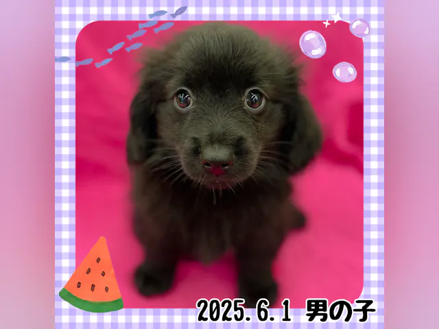 神奈川県のハーフ犬・ミックス犬 (ペッツワンりんかんモール店/2025年6月1日生まれ/男の子/ブラック)の子犬