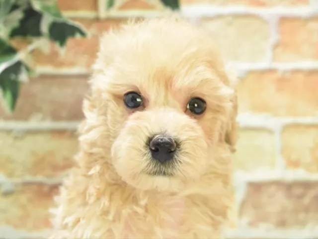 千葉県のハーフ犬・ミックス犬 (ペッツワン稲沢ハーモニーランド店/2025年6月3日生まれ/男の子/アプリコット)の子犬