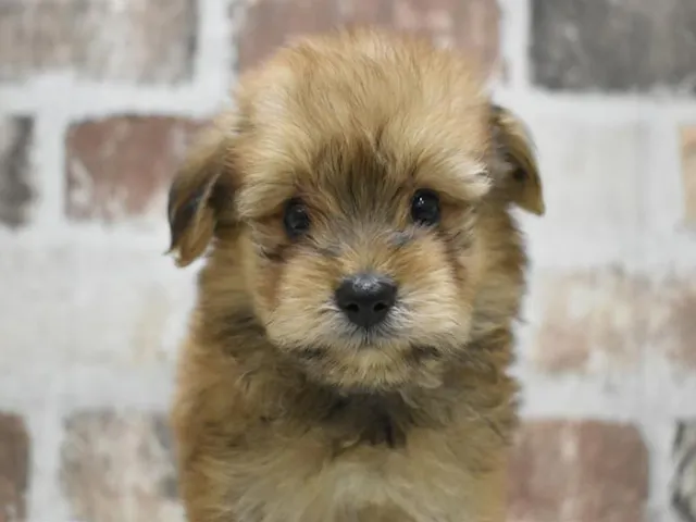 千葉県のハーフ犬・ミックス犬 (ペッツワン稲沢ハーモニーランド店/2025年6月2日生まれ/男の子/オレンジ)の子犬