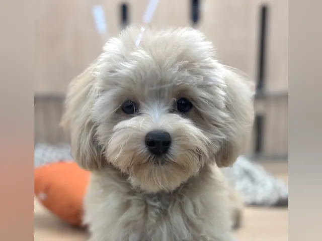 千葉県のハーフ犬・ミックス犬 (ペッツワン八街店/2025年3月10日生まれ/男の子/クリーム)の子犬