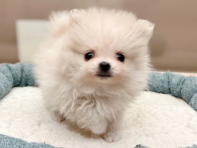 福島県のポメラニアン (ペッツワン郡山富田店/2025年5月31日生まれ/男の子/クリーム)の子犬