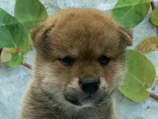 埼玉県の豆柴 (ペッツワン北本店/2025年6月5日生まれ/男の子/赤)の子犬