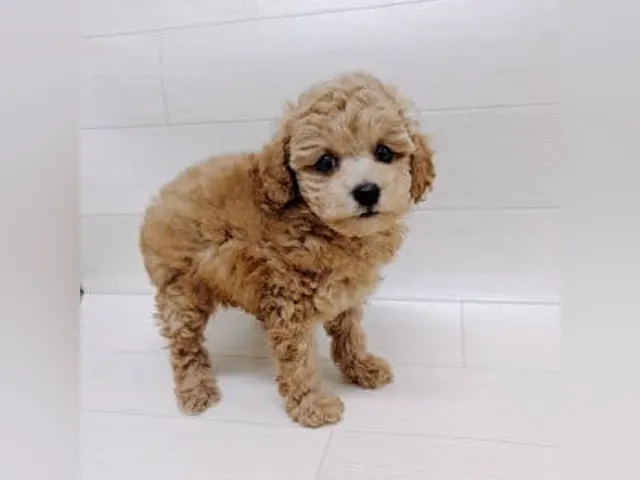千葉県のトイプードル(トイ) (ペッツワン館山店/2025年5月23日生まれ/男の子/レッド)の子犬