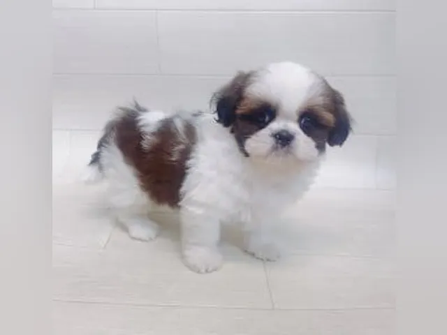 千葉県のシーズー (ペッツワン館山店/2025年5月20日生まれ/男の子/ゴールドホワイト)の子犬