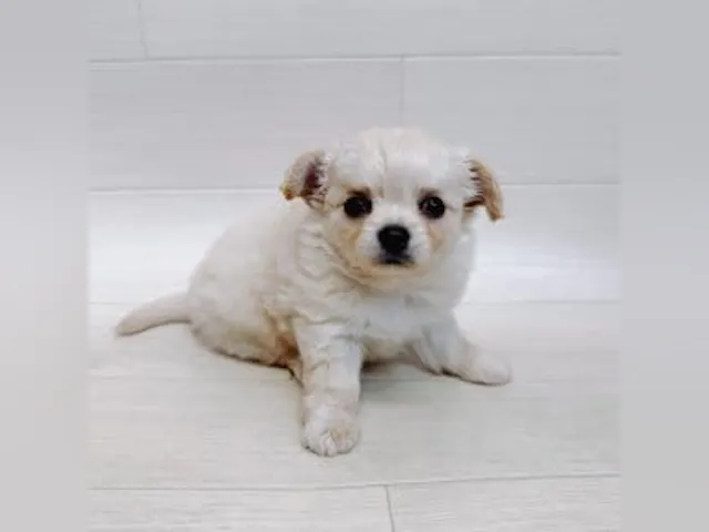 千葉県のチワワ(ロング) (ペッツワン館山店/2025年4月13日生まれ/女の子/クリーム)の子犬