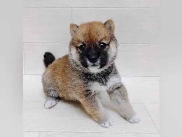 千葉県の豆柴 (ペッツワン館山店/2025年4月29日生まれ/男の子/赤)の子犬