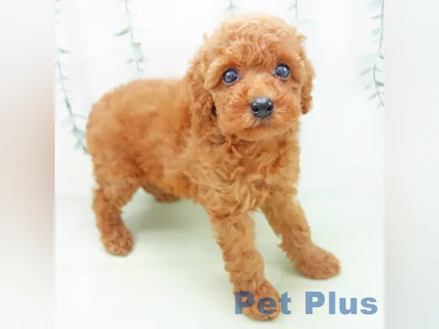 三重県のトイプードル(トイ) (ペッツワン桑名店/2025年5月17日生まれ/女の子/レッド)の子犬