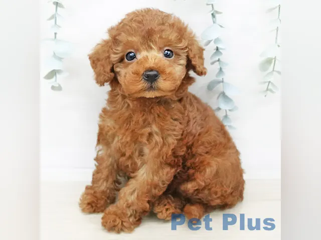 三重県のトイプードル(トイ) (ペッツワン桑名店/2025年4月7日生まれ/男の子/レッド)の子犬