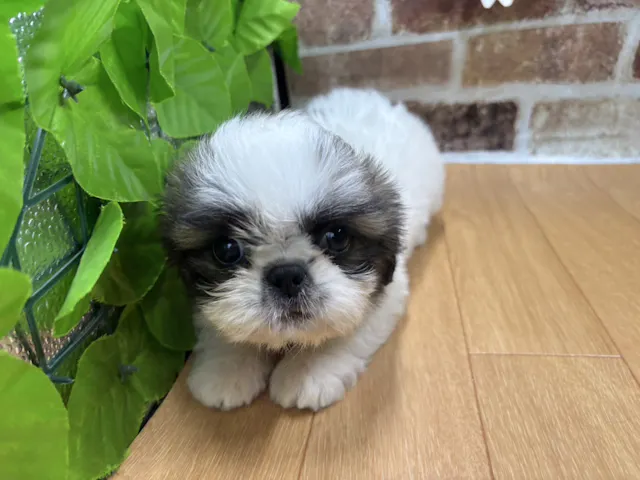 福島県のハーフ犬・ミックス犬 (ペッツワン白河モール店/2025年6月6日生まれ/女の子/ホワイトブラウン)の子犬
