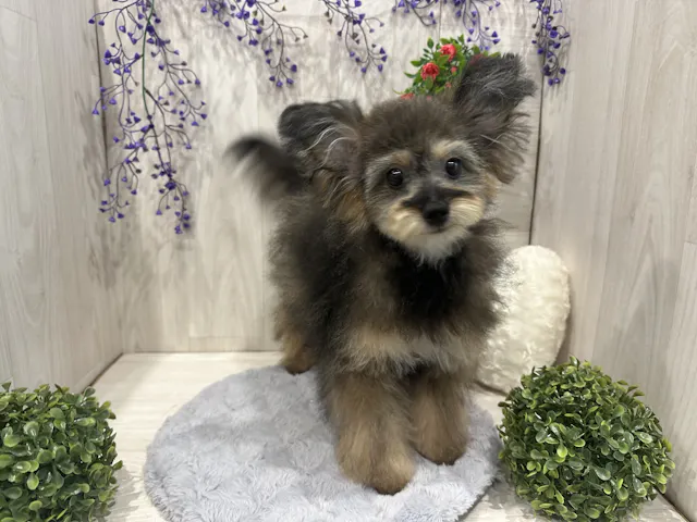 埼玉県のハーフ犬・ミックス犬 (ペッツワン東松山高坂店/2025年3月1日生まれ/女の子/オレンジ)の子犬