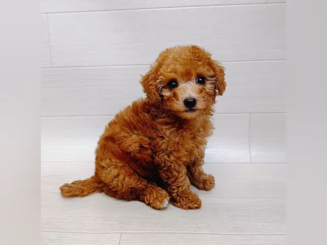 千葉県のトイプードル(トイ) (ペッツワン東金店/2025年6月7日生まれ/女の子/レッド)の子犬