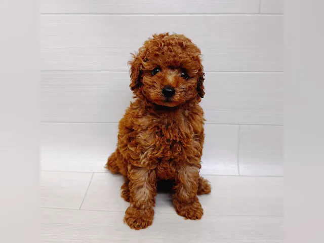 千葉県のトイプードル(トイ) (ペッツワン東金店/2025年6月2日生まれ/女の子/レッド)の子犬