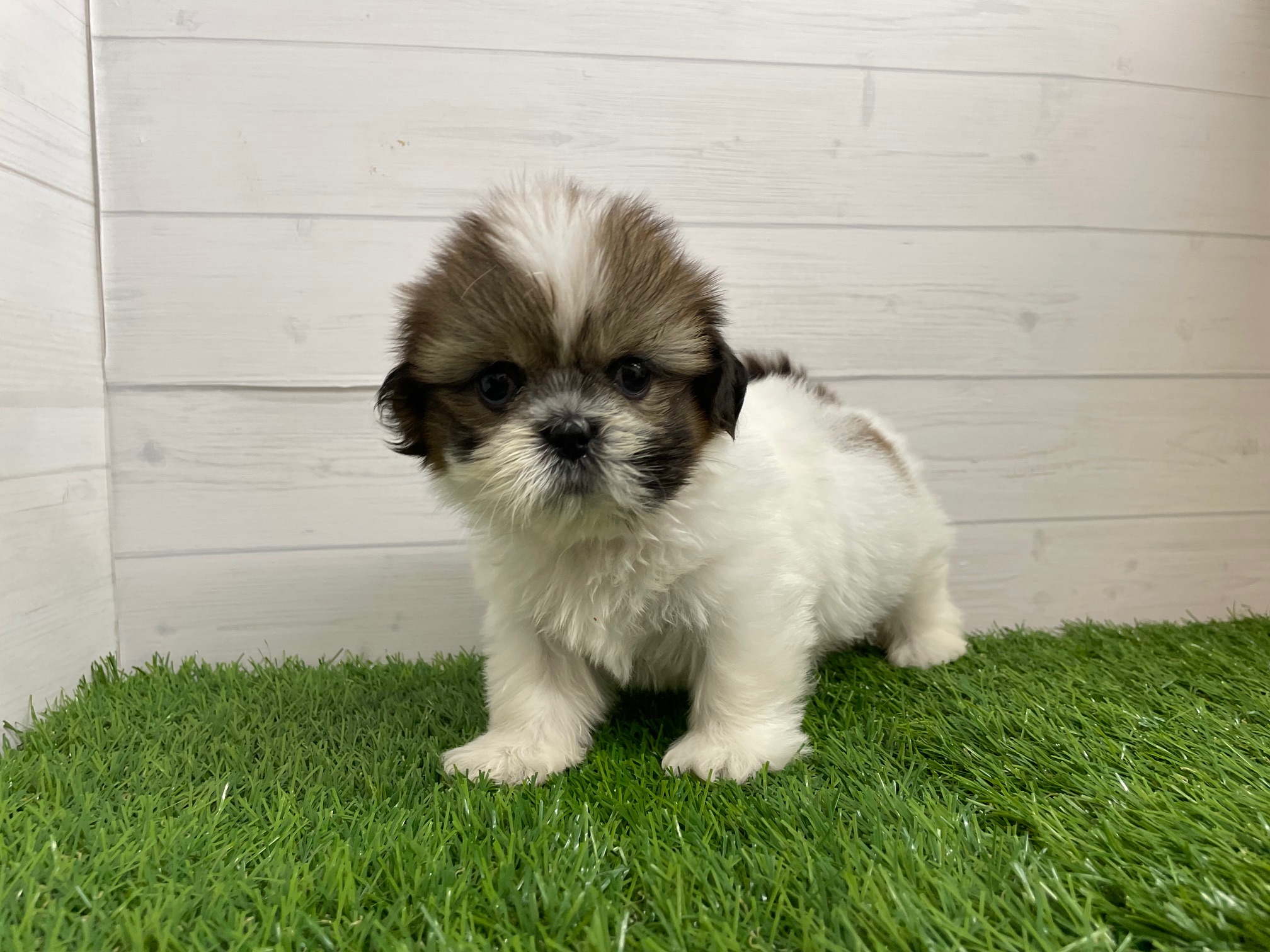 茨城県のシーズー (ペッツワン日立店/2025年5月25日生まれ/女の子/ホワイト)の子犬