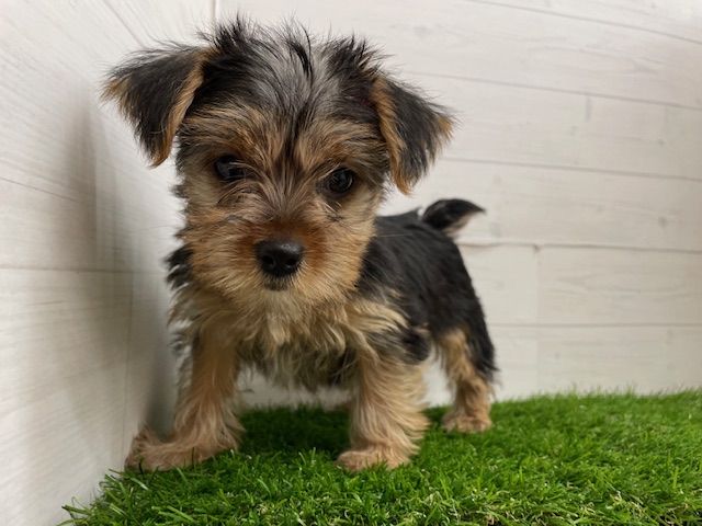 茨城県のヨークシャーテリア (ペッツワン日立店/2025年6月7日生まれ/女の子/ブルー)の子犬