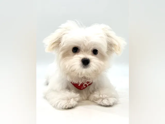 埼玉県のハーフ犬・ミックス犬 (ペッツワン行田店/2025年5月5日生まれ/男の子/ホワイトフォーン)の子犬
