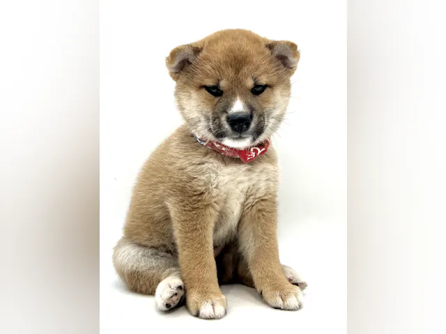 埼玉県の柴犬(標準サイズ) (ペッツワン行田店/2025年6月3日生まれ/女の子/赤)の子犬